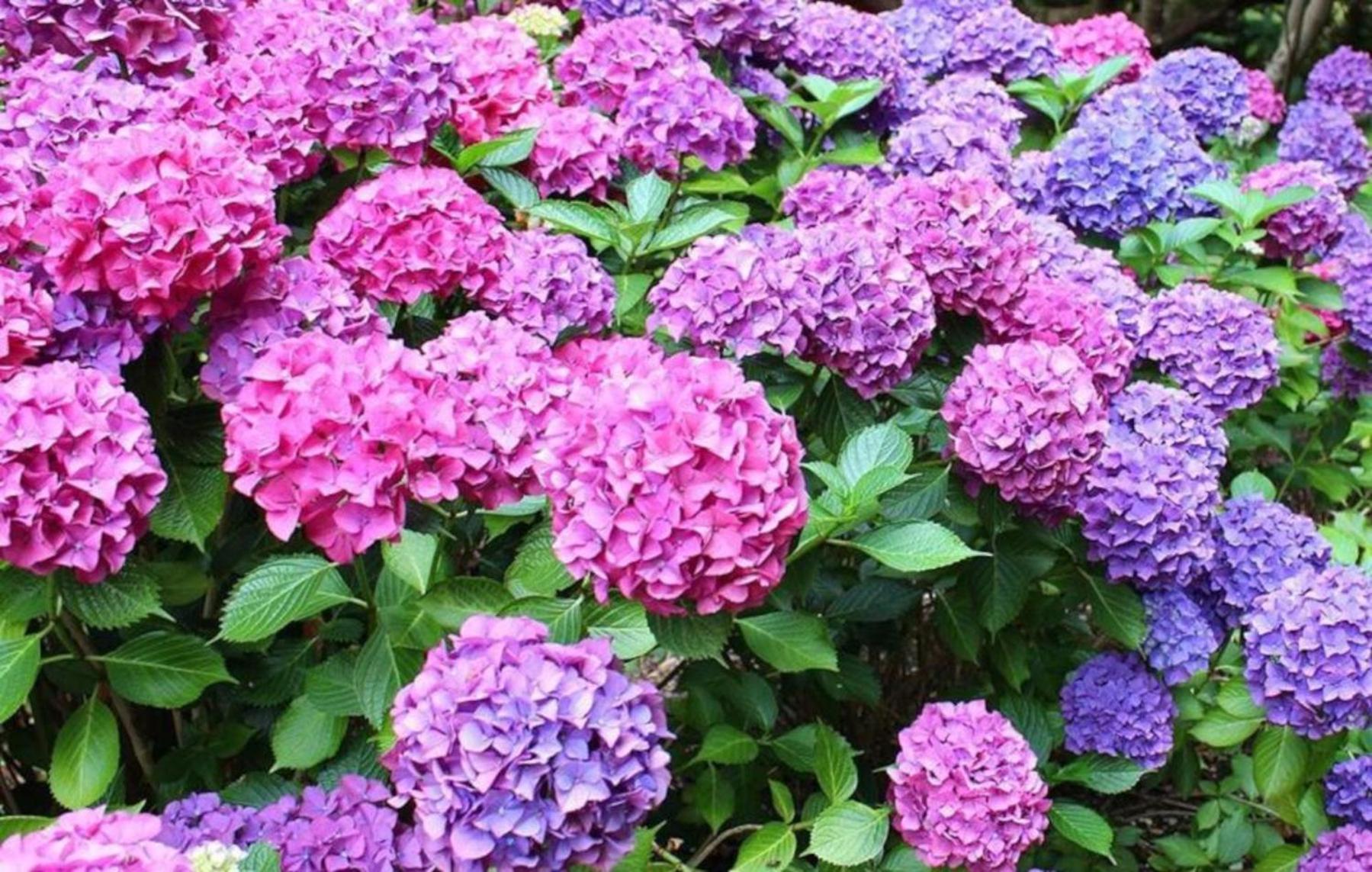 Ortigosa del Monte La Casita De Las Hortensias מראה חיצוני תמונה